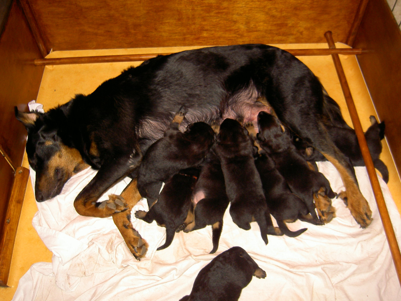 Chiots Thaïa de La Case des Loups x Reagan de La Roche Montaigne